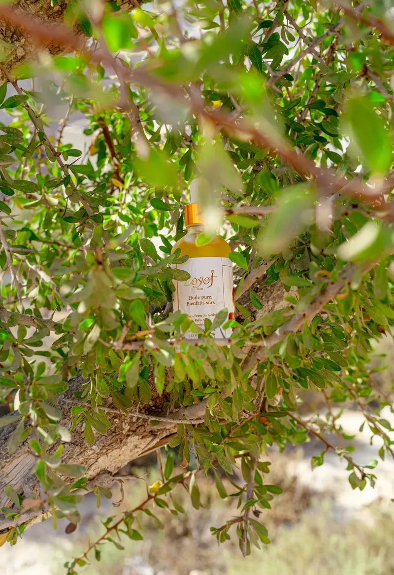 Argan oil bottles placed in an argan tree - Dragonzay Photography