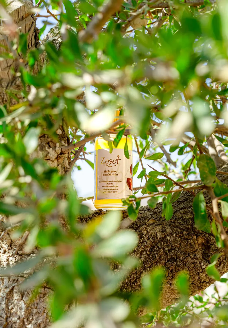 Argan oil bottles placed in an argan tree - Dragonzay Photography