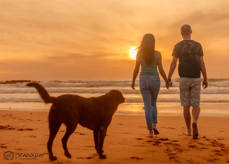 Couple walking hand in hand with their dog at sunset - Dragonzay Photography